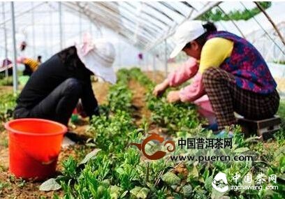 张格庄有机绿茶 中国最北端绿茶产地的自然馈赠