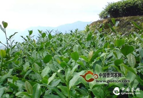 铁观音到底一斤值多少钱?