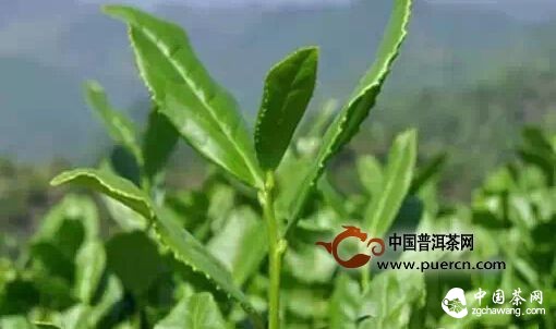 铁观音到底一斤值多少钱?