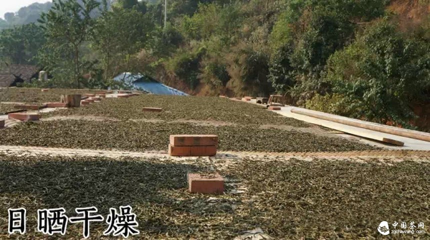 普洱茶不当制程