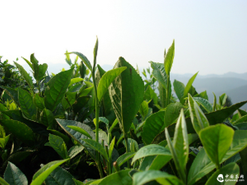 云南广南茶叶远销朝鲜 外贸交易实现“零突破”