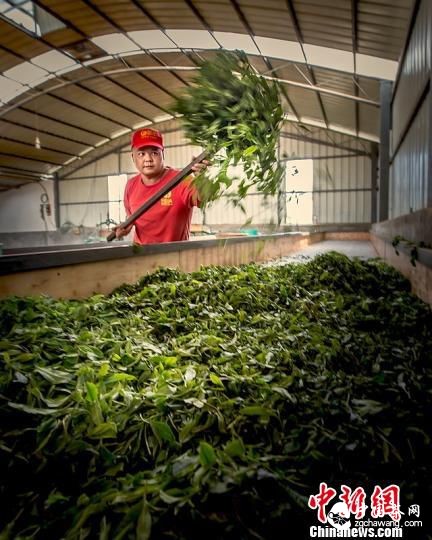 广东首届茶文化摄影大赛大奖揭晓