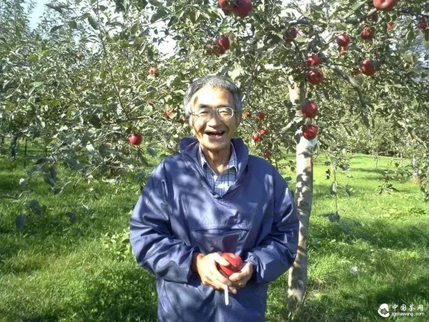 为什么说古树茶是最宝贵的资源？