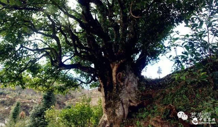 为什么说古树茶是最宝贵的资源？ 