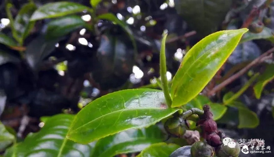 为什么说古树茶是最宝贵的资源？ 