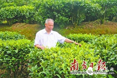 陈杖洲正在茶场里检查茶树的种植情况。谭笑