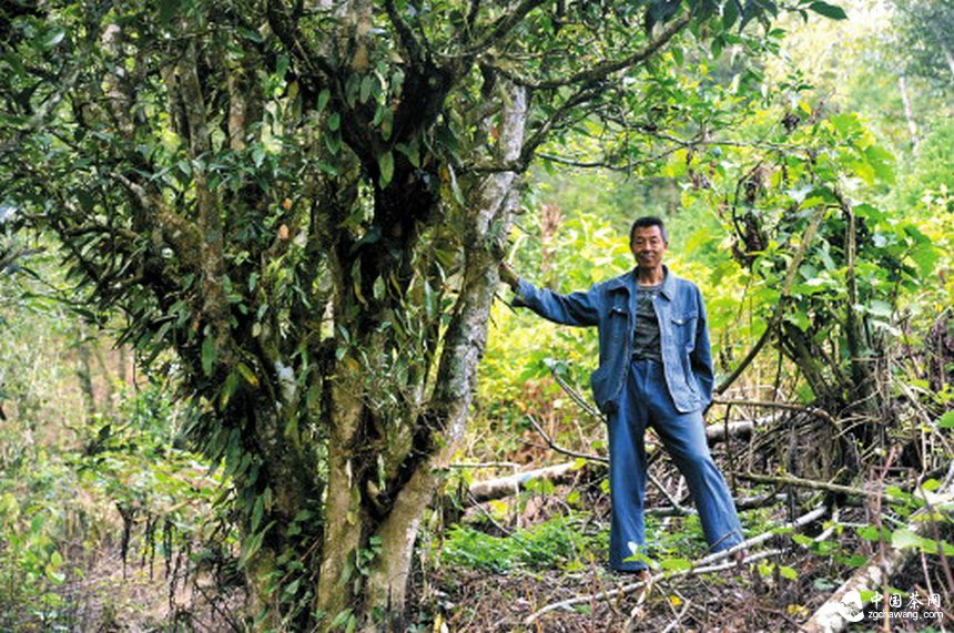 走进马关古林箐 探秘茶马古道上的古茶林