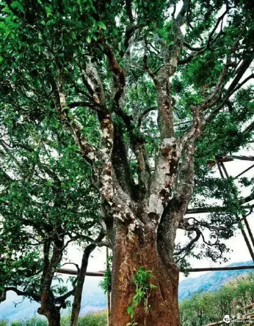 一路从历史中走来，普洱茶在向我们诉说着什么？