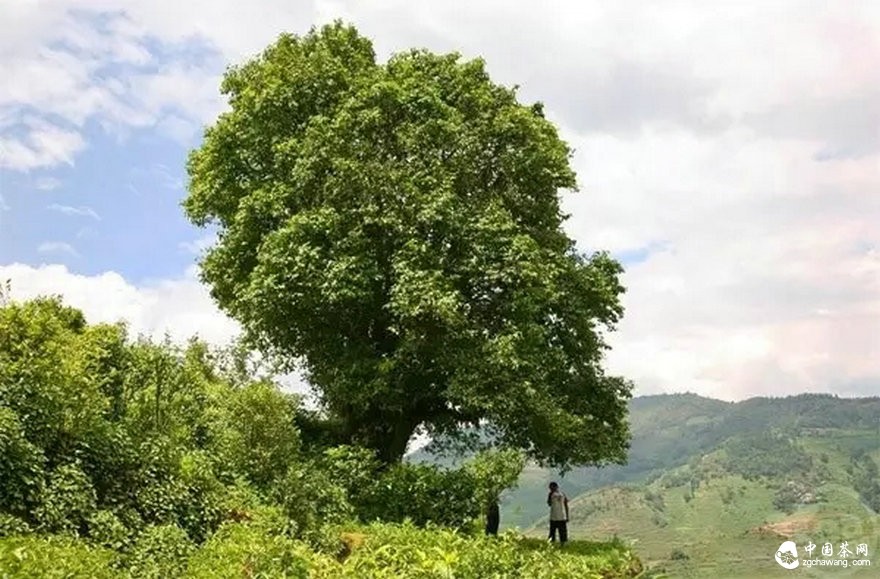 涨知识:世界上最大的三棵古茶树 你知道吗?