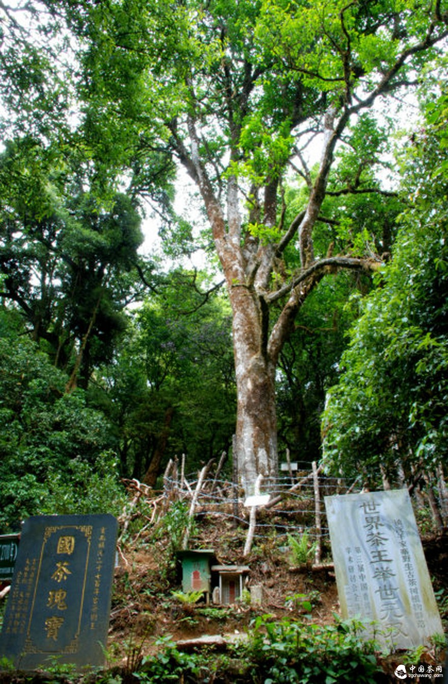 涨知识:世界上最大的三棵古茶树 你知道吗?