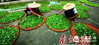 宝溪口客家高山有机茶，终年云雾缭绕，雨水充足，空气湿度、昼夜温差大。茶企供图
