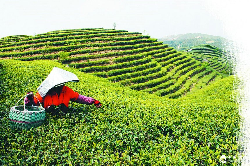 茶企做大 产业才有未来