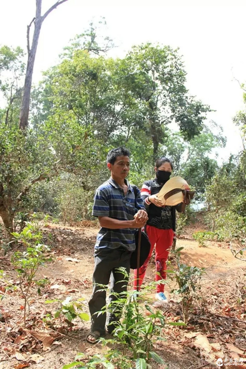 我带上你，你带上眼，去看看茶农。