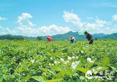优质的茉莉花资源造就了横县独一无二的茉莉花茶