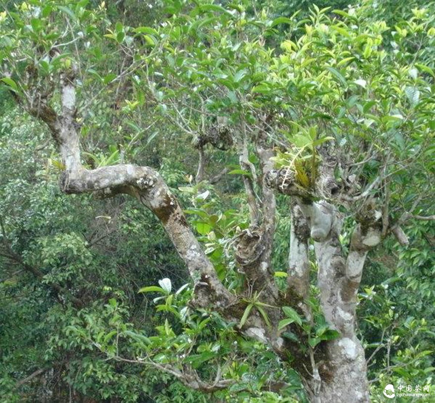 纯料 缘何大行其道？