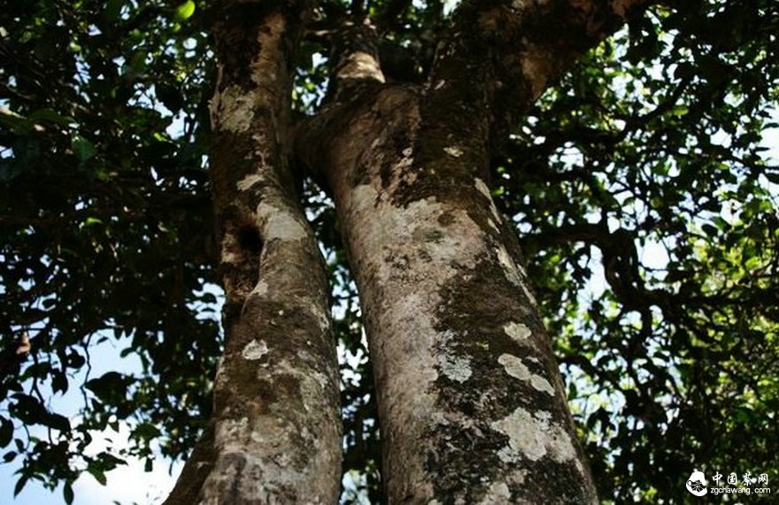 纯料 缘何大行其道？