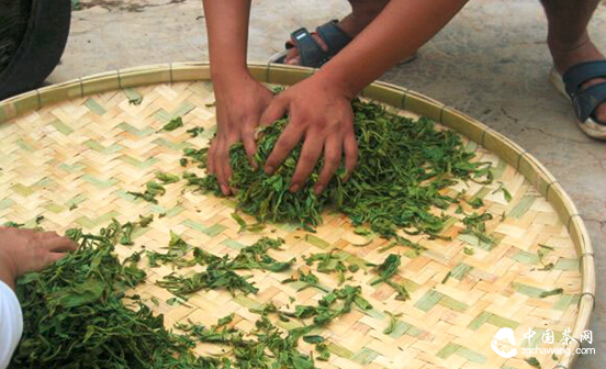 董玥说茶：普洱茶制作工艺之揉捻