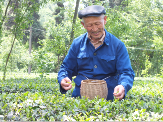 老人采老茶