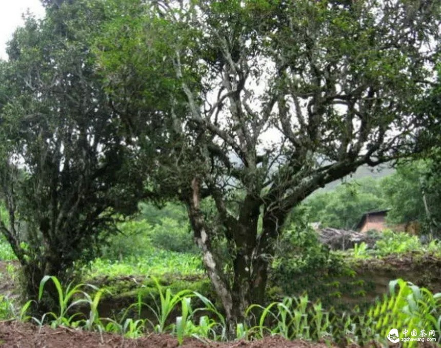  云南普洱茶树的几种茶地生态