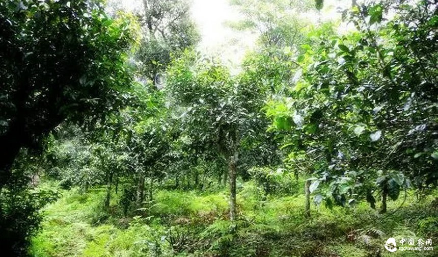  云南普洱茶树的几种茶地生态