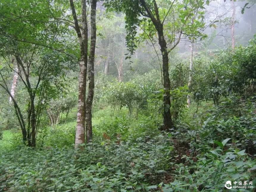  云南普洱茶树的几种茶地生态