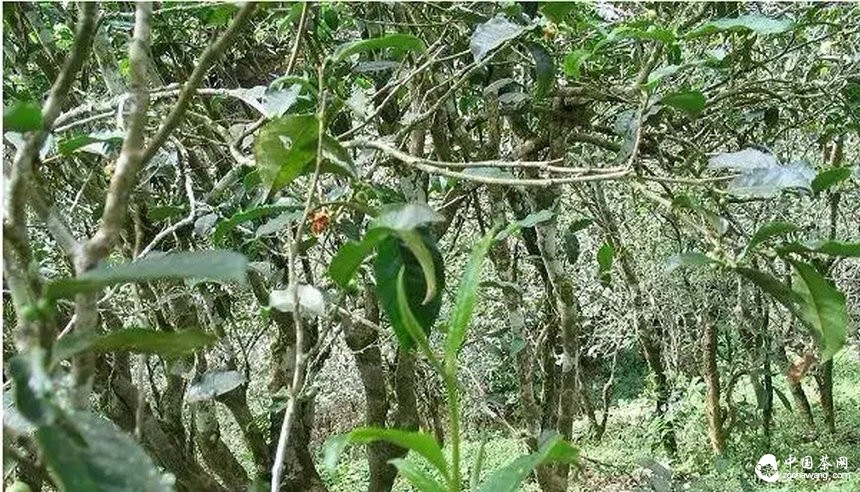  云南普洱茶树的几种茶地生态