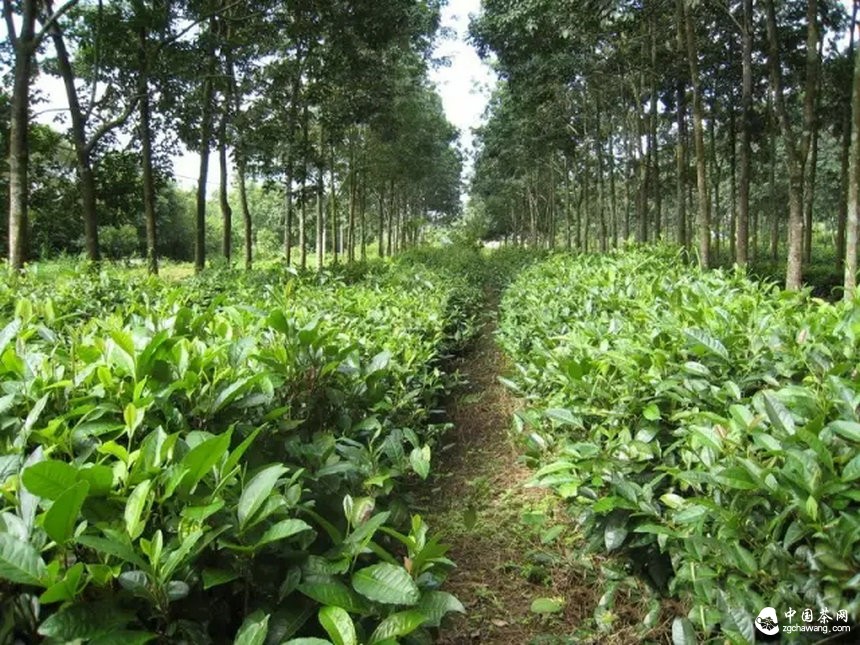  云南普洱茶树的几种茶地生态