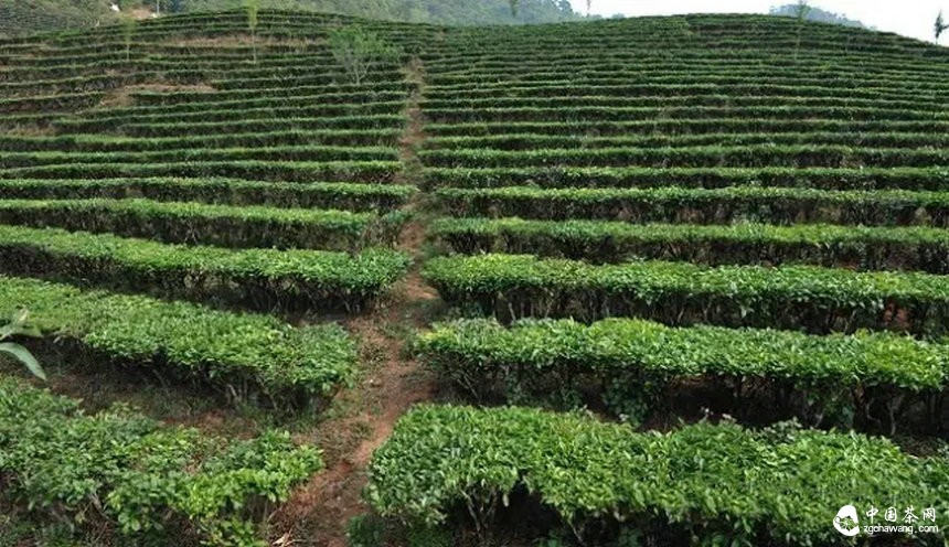  云南普洱茶树的几种茶地生态