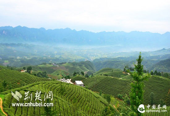 [扶贫走基层]鹤峰发展茶叶等特色产业6年减贫逾5万人