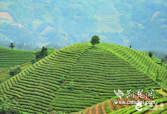 [扶贫走基层]鹤峰发展茶叶等特色产业6年减贫逾5万人