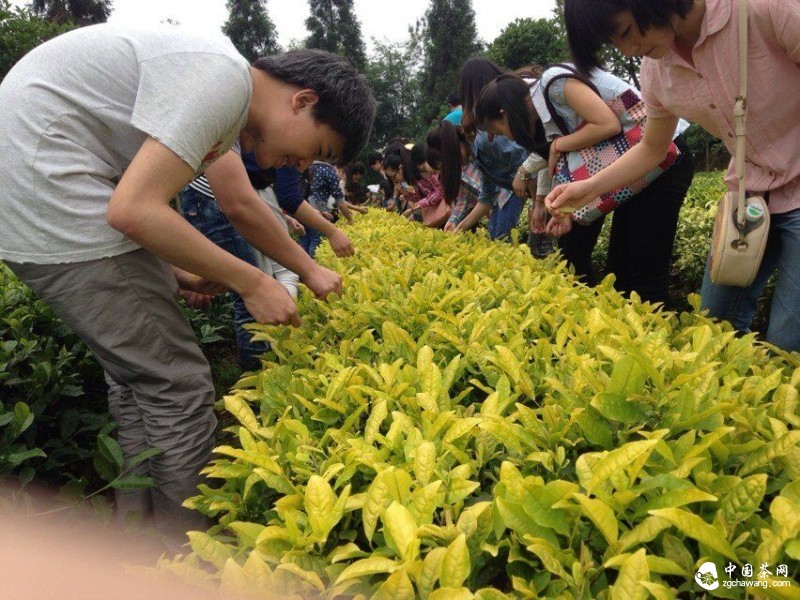 团队成员采集川农黄芽早样本