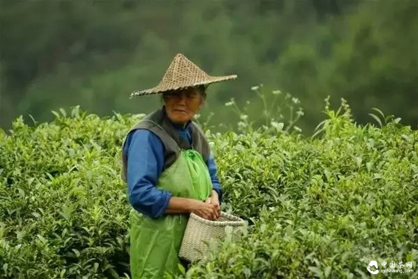 机械化的现代社会，手工茶难能可贵