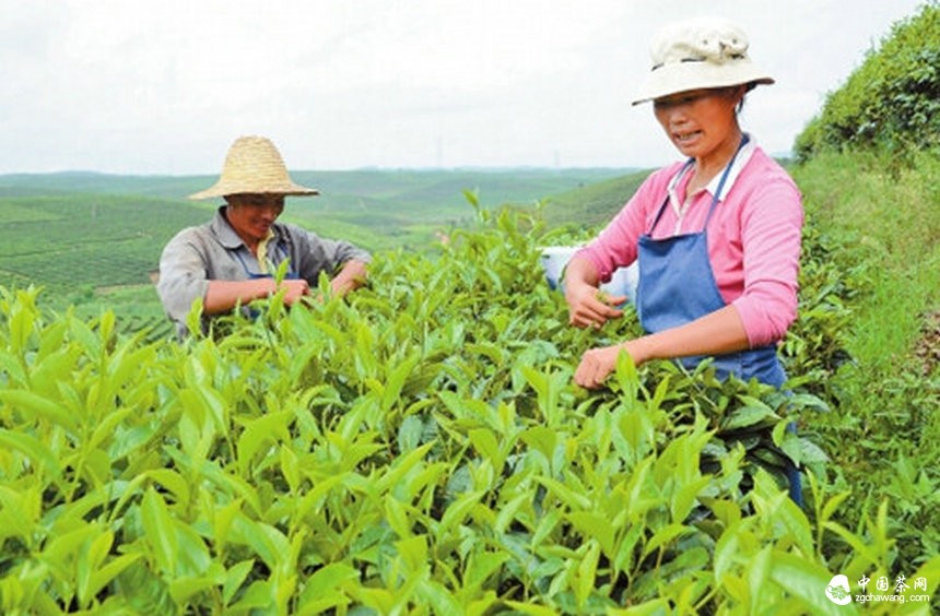 云南景洪2000亩有机茶获欧盟认证