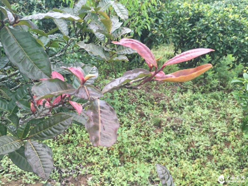 普洱茶一路向南之古茶树 