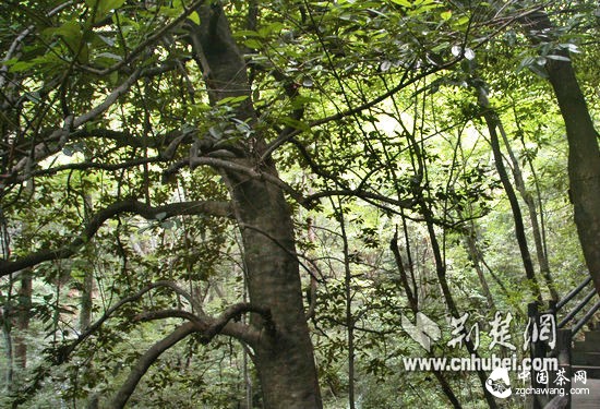 罗田天堂寨风景区大面积苦丁茶群落