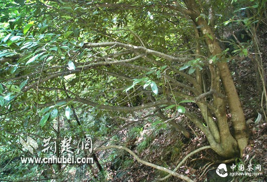 苦丁茶树