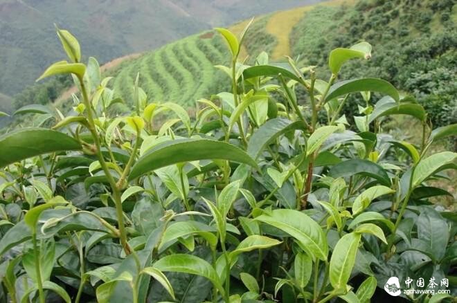 临沧普洱茶区