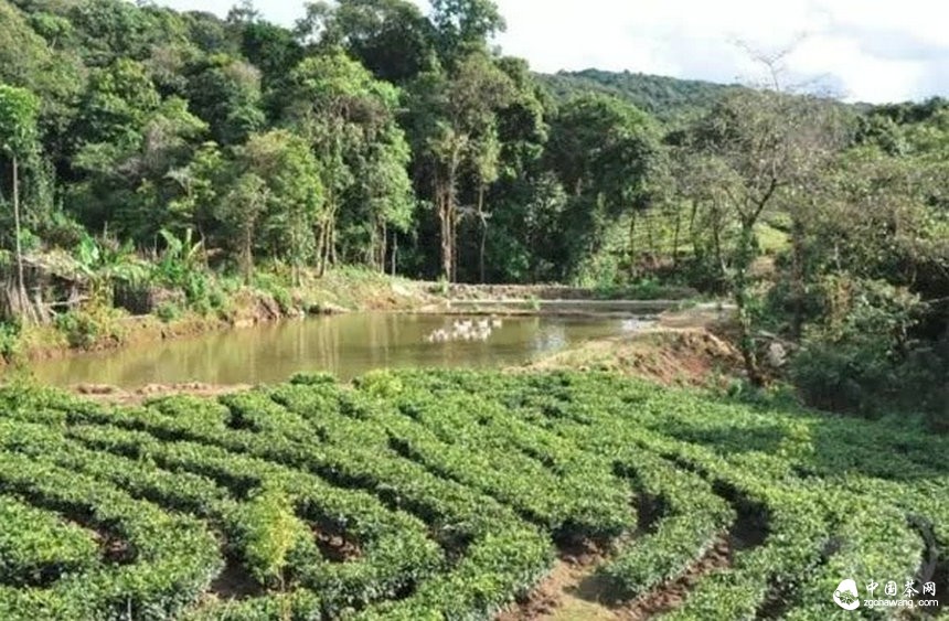 普洱茶的身份证：二维码标识可追溯系统