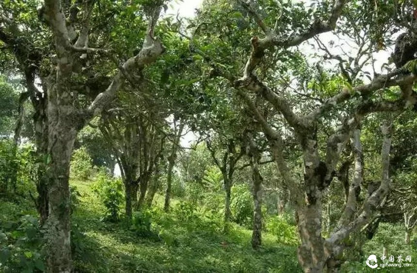 当山头不再被“特定”，普洱茶是不是另一种醒来？