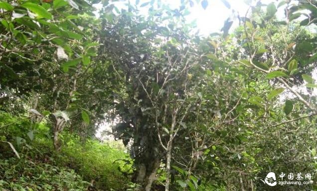 易武(高山寨）高山村普洱茶树