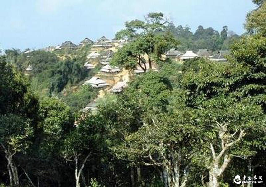 普洱茶投资分析：普及文化才能从根本上推动古树茶的发展