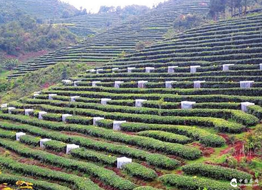 有机茶园害虫生物防治原理