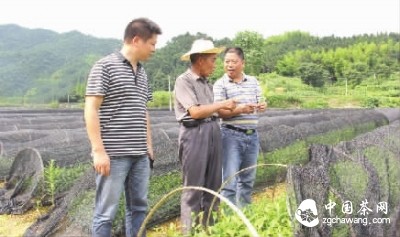 冷市镇党委书记周华山（右一）深入苗圃基地检查茶苗生长情况。陈辉球 摄
