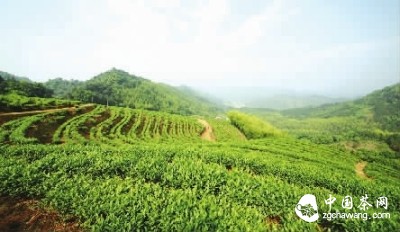 青山环绕下的水龙有机茶园基地。曾亮 摄