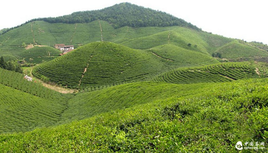 普洱茶行业的全产业链