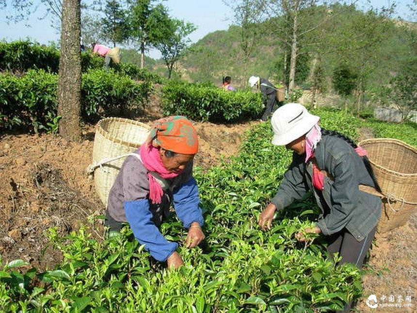.云南沧源茶产业有序推进 建成生态茶园近15万亩