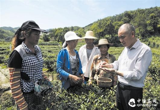 农村新报讯 23日，竹山县竹坪乡陈家河村茶叶专业合作社理事长陈广宝在茶园里教茶农采摘秋茶。