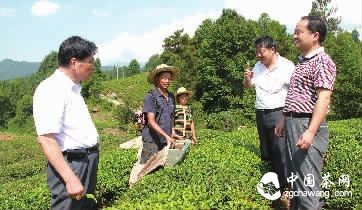 省茶业协会会长曹文成（左一）在石门县茶叶办主任马进福（右二）的陪同下调研罗坪茶产业。