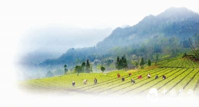 &ldquo;天画罗坪&rdquo;高山茶园。