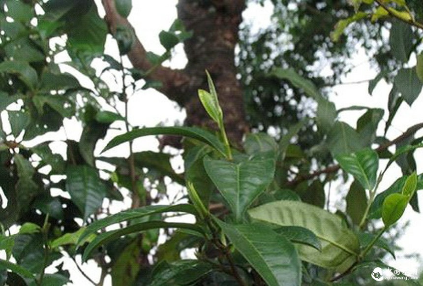 普洱茶的生产革命